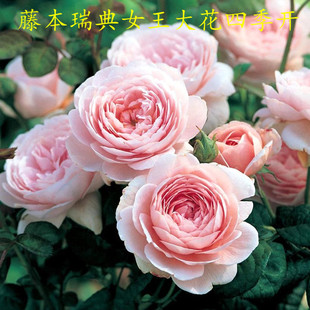 瑞典女王爬藤月季蔷薇花苗大花多季浓香开庭院藤本花卉盆栽地栽