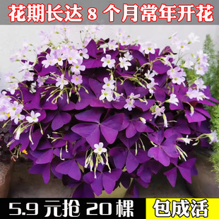 幸运草三叶草籽紫叶酢浆草球根花卉庭院小区阳台乡村草坪花种子