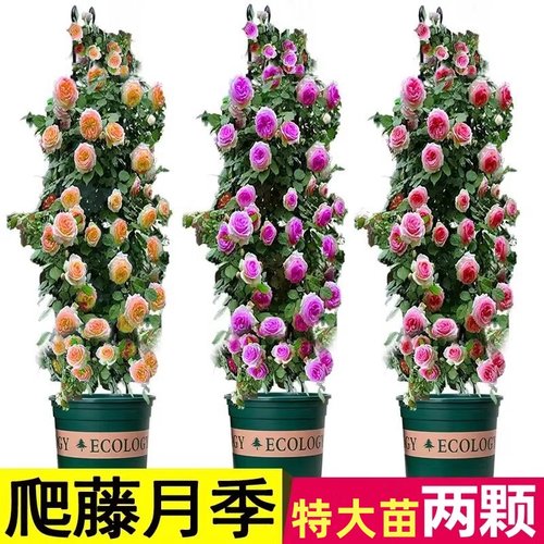 桂之苑爬藤大月季带花苞发货