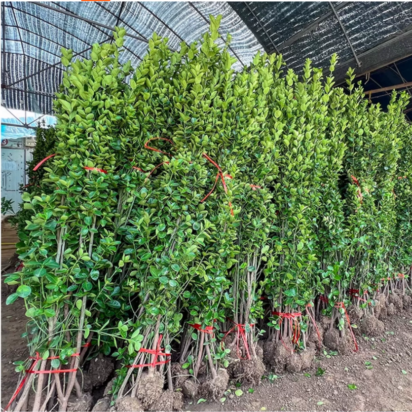 围墙篱笆植物大叶北海道黄杨苗冬青树苗四季常青耐寒庭院绿篱树苗