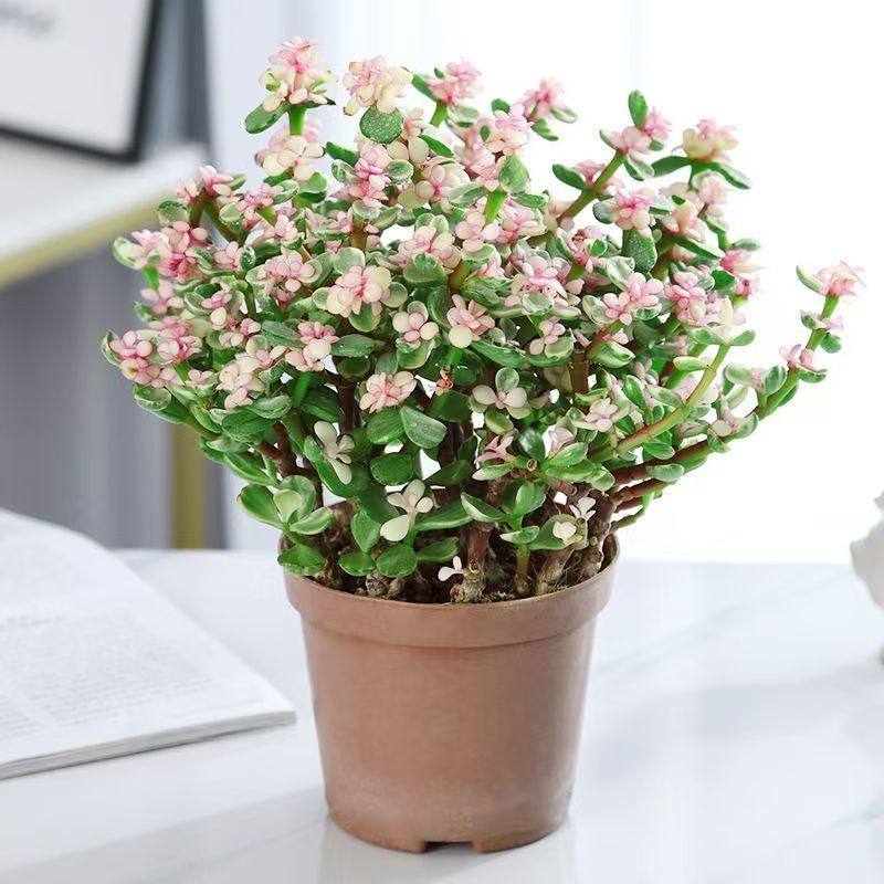 雅乐之舞盆栽带花金玉满堂盆栽独颗多肉盆景小叶玉树老桩绿植花卉,鲜花速递/花卉仿真/绿植园艺,多肉植物,淘宝优惠券,粉丝福利购,淘宝优惠卷