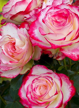 摩纳哥公爵月季 大花灌木复色丰花欧月多季节重复盛桂之苑 42963