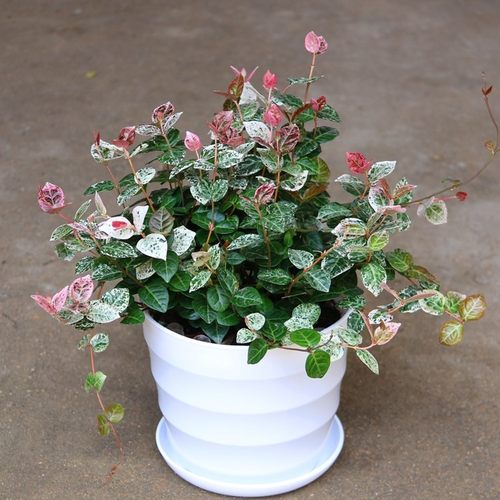 花叶络石阳台客厅庭院花耐寒耐晒