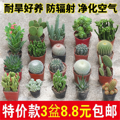 仙人掌多肉开花球盆栽绿植
