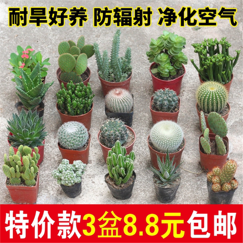 仙人掌多肉开花球盆栽绿植