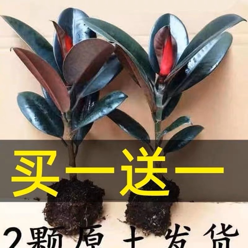 黑金刚橡皮树盆栽花卉植物