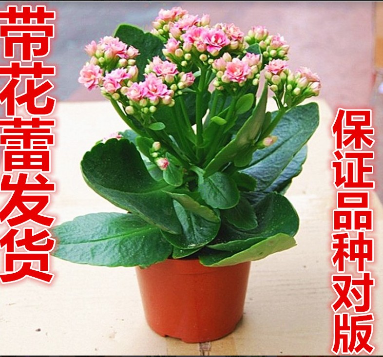 好养重瓣宫灯长寿花苗盆栽倒挂金钟灯笼四季花卉绿植室内好养开花 鲜花速递/花卉仿真/绿植园艺 红掌/凤梨/温室花卉 原图主图