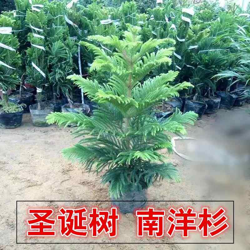 高档大型南洋杉树苗盆栽植物圣诞树花园植物客厅堂室内美化高雅美