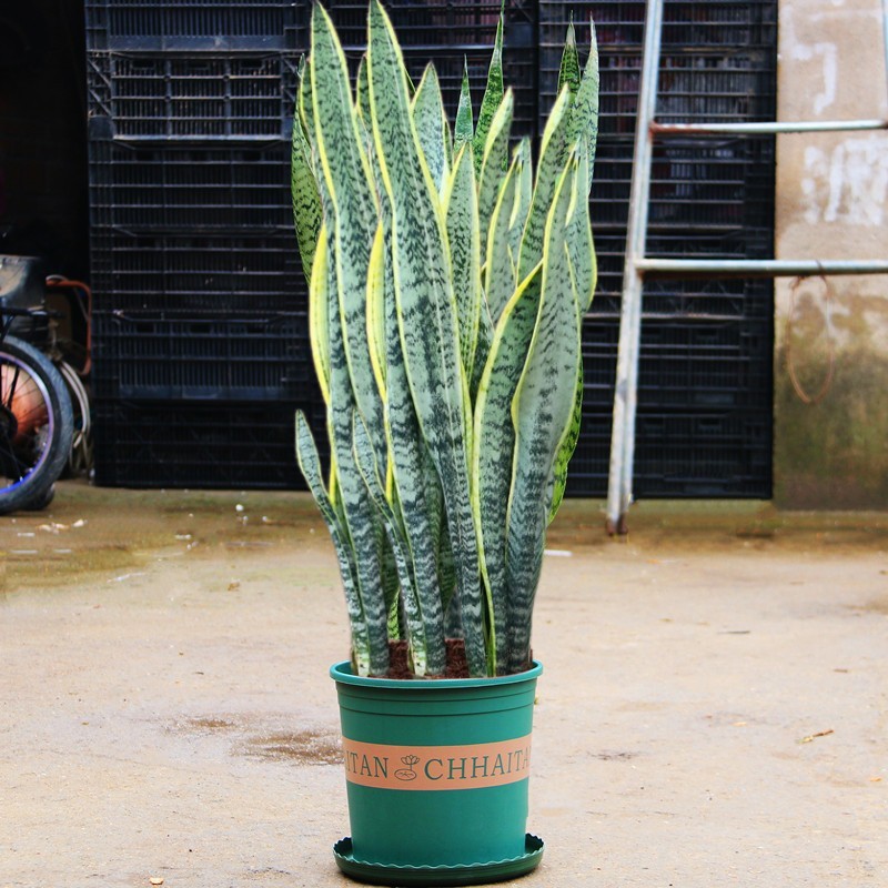 金边金边虎皮兰办公室