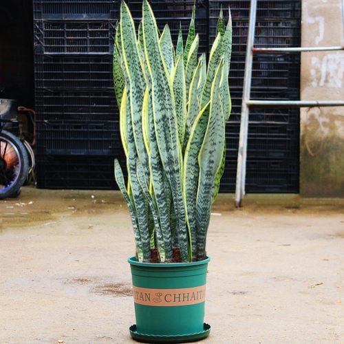 金边金边虎皮兰办公室