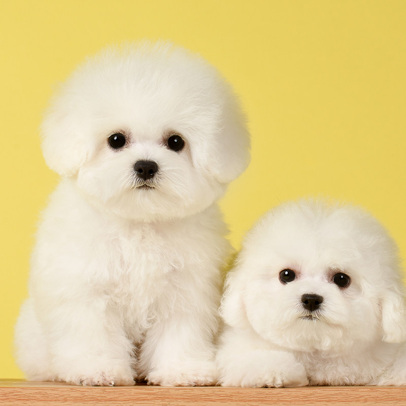 北京高品质纯种比熊幼犬宠物狗狗活体赛级犬舍cku血p级专拍