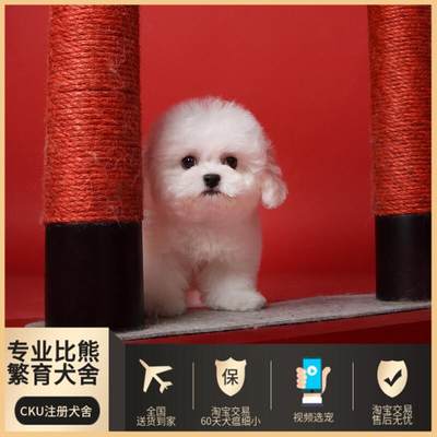 北京纯种比熊幼犬宠物狗狗活体赛级犬舍CKU血统公母小体不掉毛活