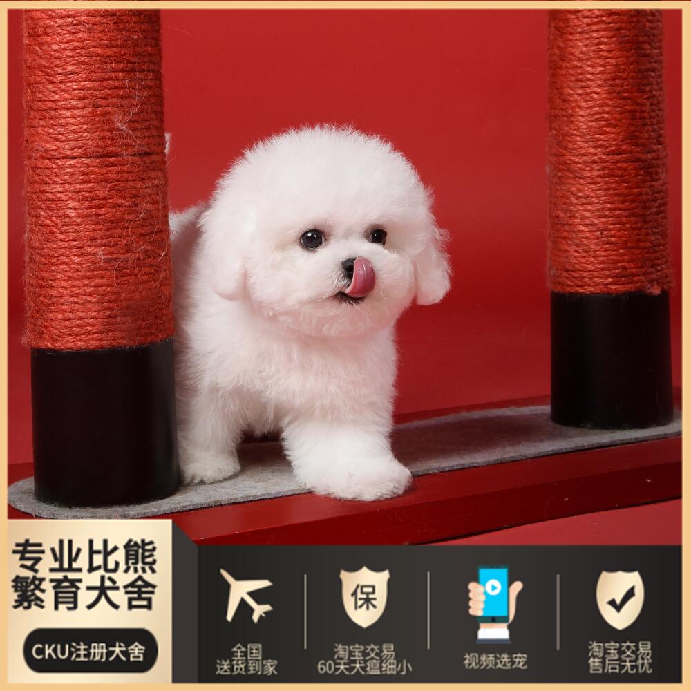 北京犬舍纯种比熊犬韩系小体爆毛双血统宠物狗