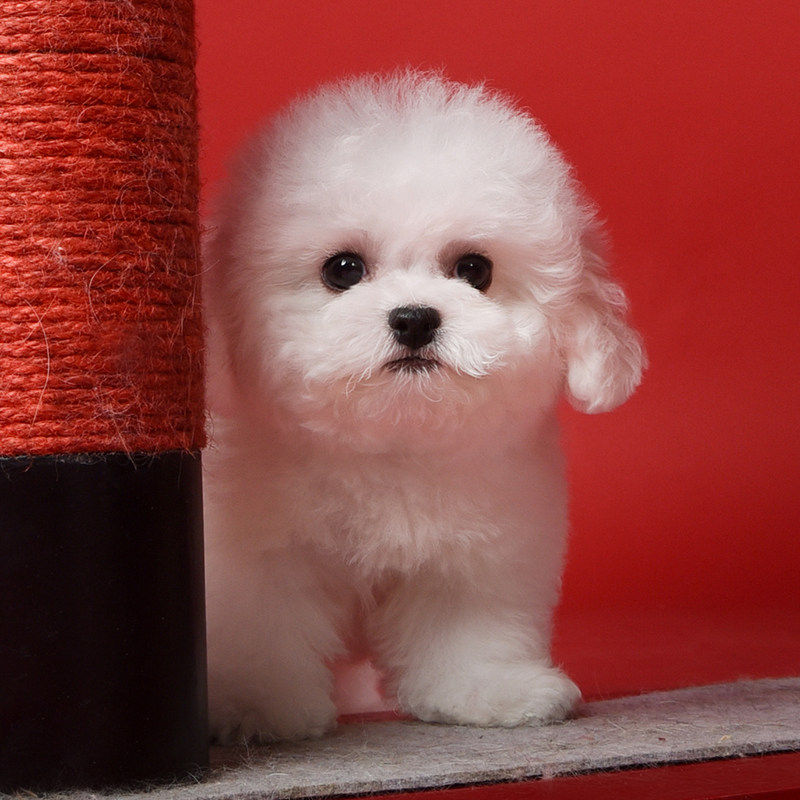 北京纯种比熊幼犬宠物狗狗活体赛级犬舍cku血统公母小体不掉毛