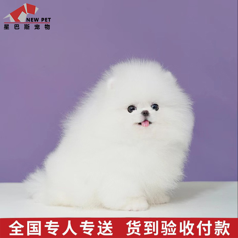 星巴斯纯种博美幼犬白博美俊介犬茶杯犬宠物狗狗活物小狗幼犬d140