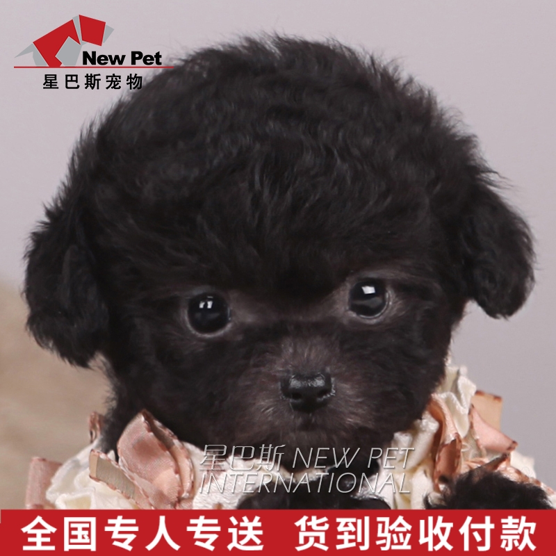 灰色泰迪狗活犬价格 灰色泰迪狗活犬图片 星期三 灰色泰迪狗活犬价格 灰色泰迪狗活犬图片 星期三