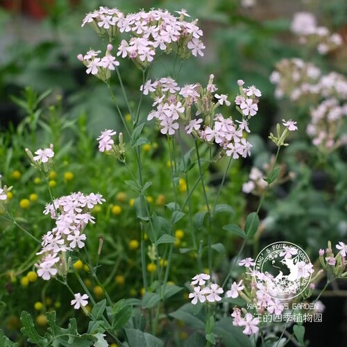 切花植物 高雪轮樱小町 春季开花 耐热耐寒 庭院阳台盆栽植物花苗