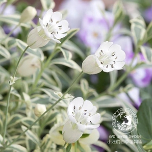 进口新品 花叶金叶蝇子草 春季耐寒庭院花园阳台美观植物盆栽花苗
