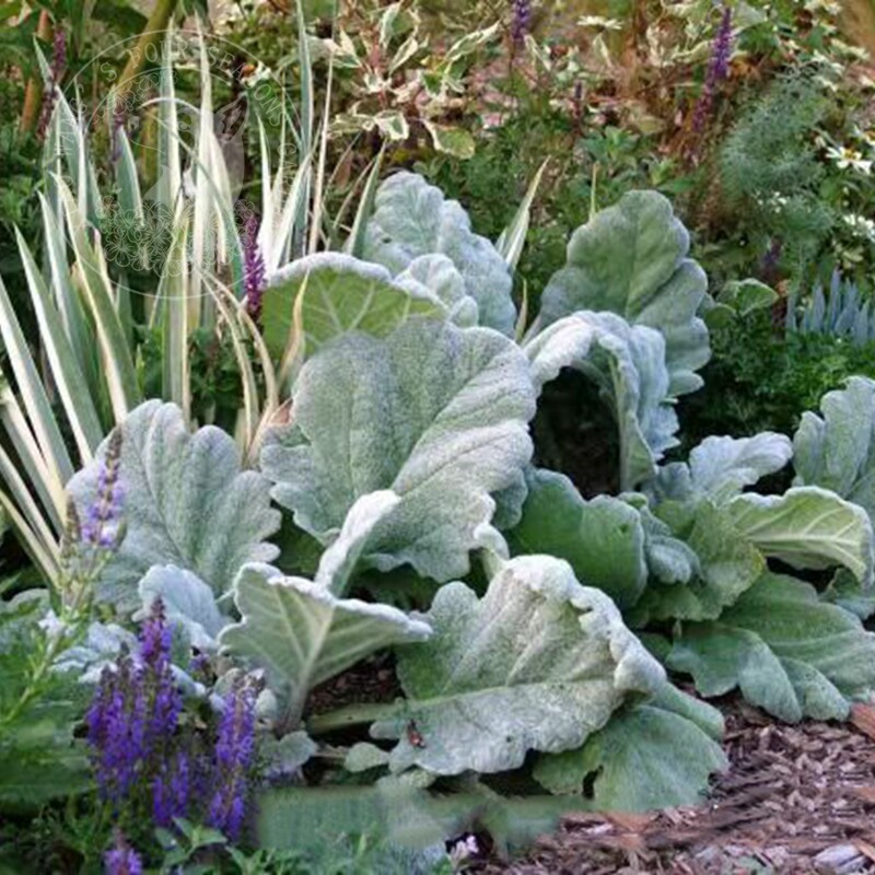 银灰鼠尾草阿尔忒弥斯 月神 银叶观叶观花耐寒多年生盆栽植物花卉