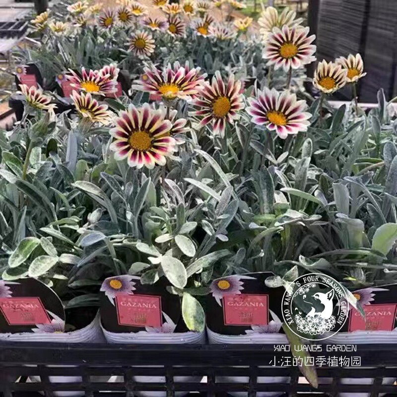 银叶条纹勋章菊阿兹特克盆栽花苗图片