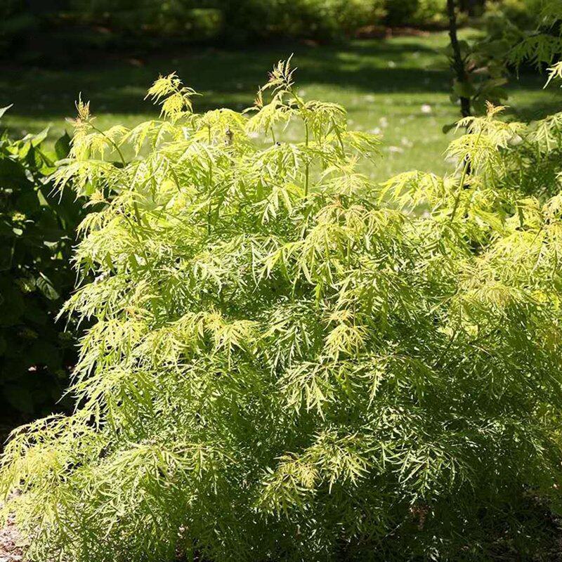 金叶 接骨木 柠檬蕾丝观叶植物耐寒耐热灌木花镜庭院花苗盆栽室外