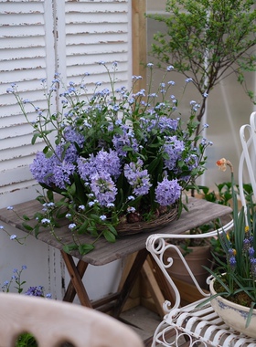 切花小花勿忘我蓝色小清新花径小路点缀庭院花园植物阳台盆栽花卉