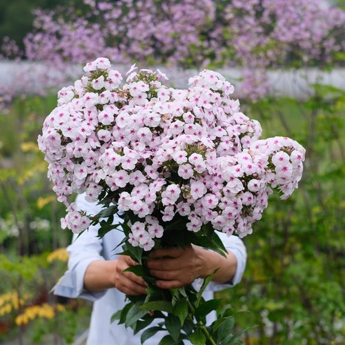 夏季开花爆花宿根植物盆栽花卉