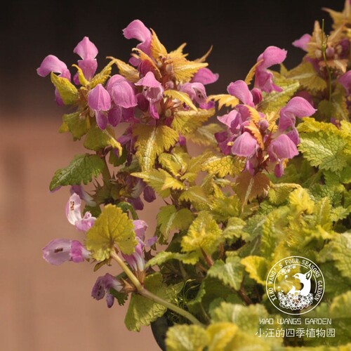 金叶野芝麻春夏盆栽花苗