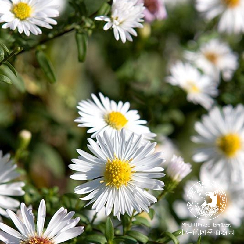 美洲柳叶白菀多年生耐寒耐热