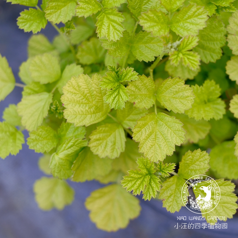 金叶茅莓悬钩子 观叶植物花苗盆栽 花园小庭院 垂吊地被 耐热耐寒 鲜花速递/花卉仿真/绿植园艺 宿根/地被植物 原图主图