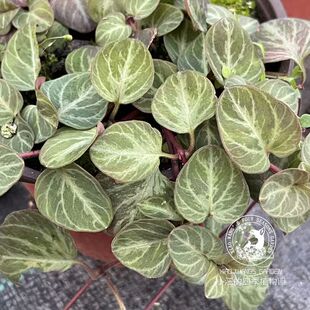 过路黄熔岩之心 春夏开花 耐半阴草本植物 庭院花园地被 花卉花苗