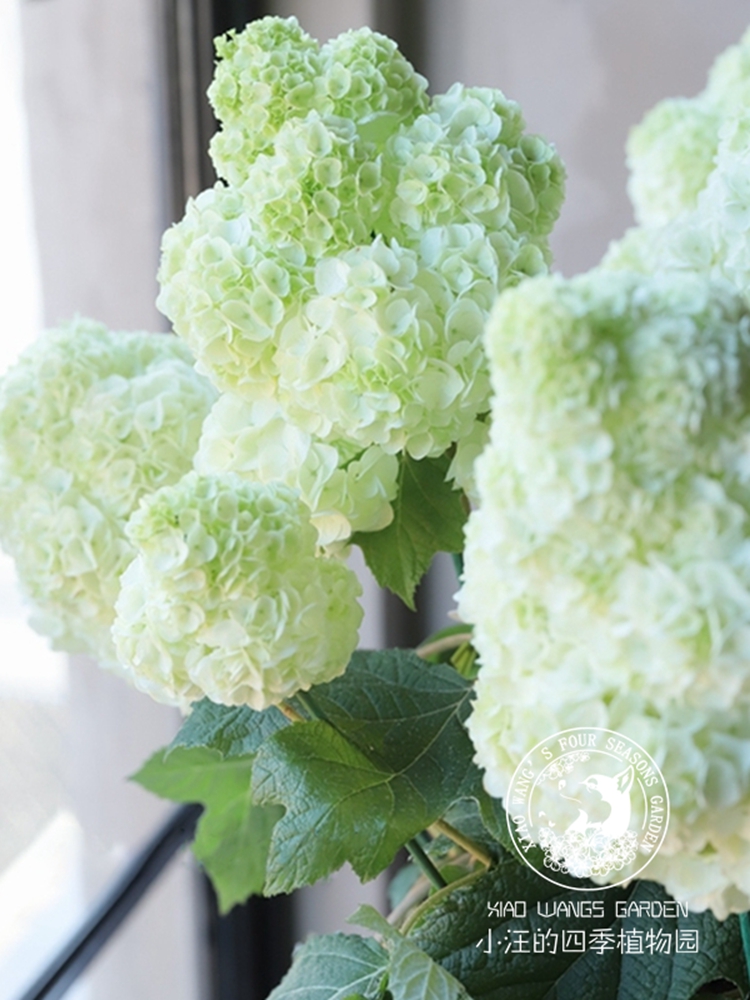 栎叶绣球和声耐寒好养