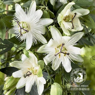 白色西番莲康斯坦兹 有香味耐热耐寒多年生 阳台花园庭院攀爬植物