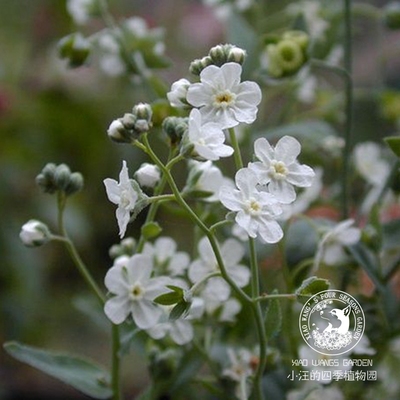 阿根廷勿忘我脐果草春季盆栽花苗