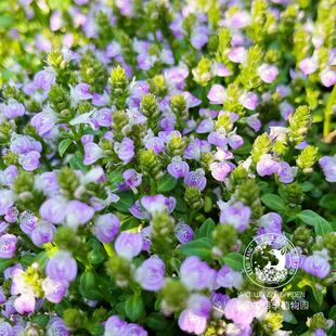 爵床草 粉色项链狐狸之沼 夏秋开花匍匐草本 自然野趣花镜 盆栽苗