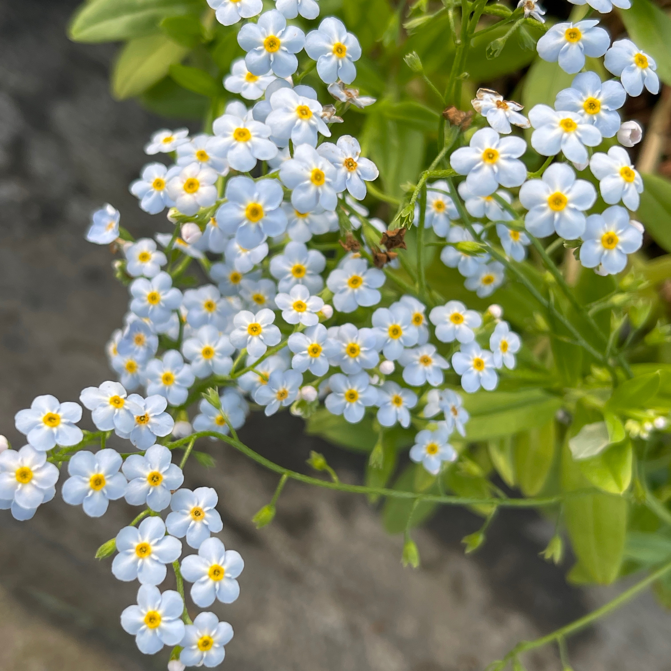 宿根勿忘我 浪漫浅蓝色 无性系切花庭院花园植物阳台组合盆栽花卉