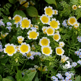 组合盆栽植物花卉花苗 鸡蛋色清新可爱阳台庭院 荷包蛋花 莱雅菊