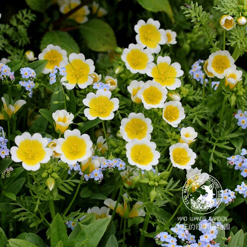 荷包蛋花春季盆栽花苗