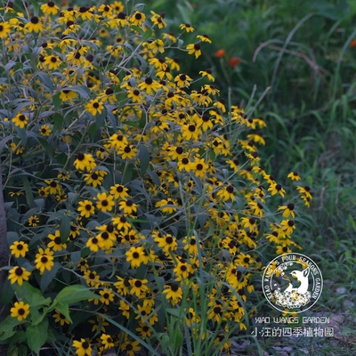 小花金光菊多年生耐寒耐热