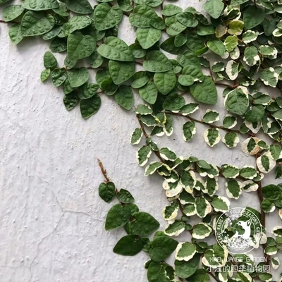 花叶薜荔常绿蔓生攀援垂吊