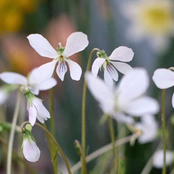 八重屋久岛堇菜  迷你型山野草 多年生草本 趣味花镜庭院盆栽植物