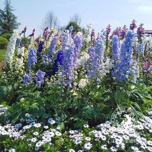大花飞燕草 小花飞燕草 北极光耐寒庭院花园花境地栽盆栽植物