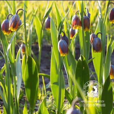 狐狸葡萄贝母多年生球根植物盆栽