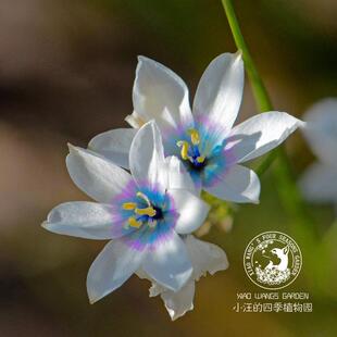 蓝冰谷鸢尾 多年生 耐寒 小球根 春季开花植物 阳台花园 盆栽花苗