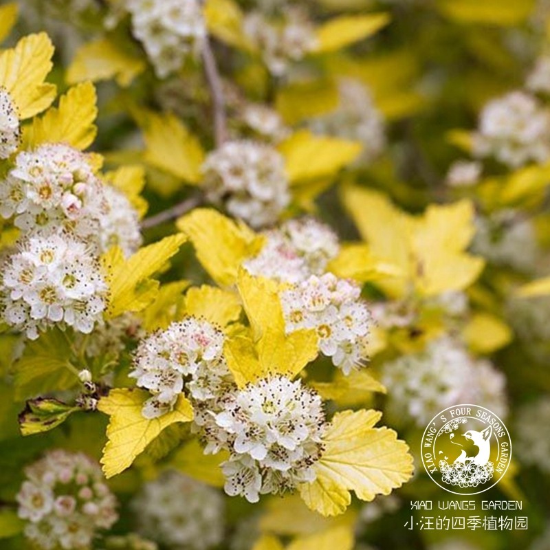金叶风箱果 观叶开花彩叶植物金叶耐寒耐热 花园庭院地栽灌木花卉
