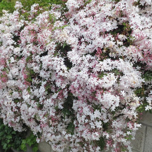 多花素馨 花卉藤本开花垂吊爬藤植物常绿多年生庭院拱门开花机器