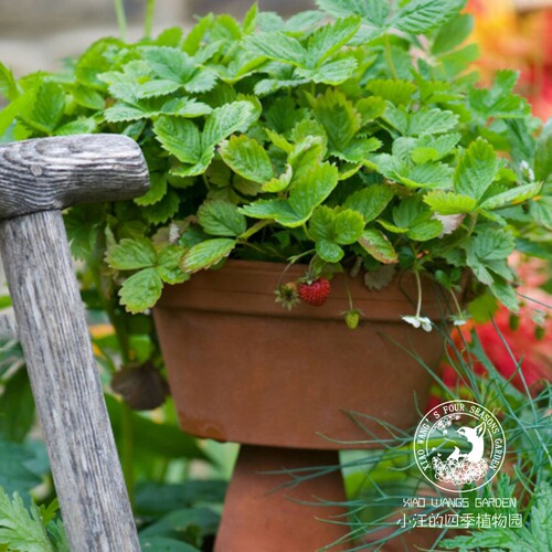 高山草莓吕根四季耐寒耐热盆栽