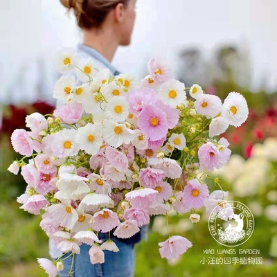 波斯菊纸杯蛋糕格桑花秋英室内室外四季夏季开花盆栽植物花苗花卉