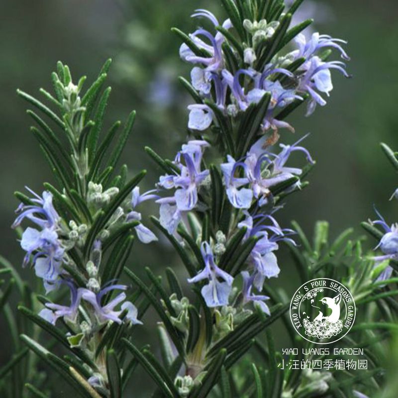 迷迭香多年生耐旱常绿灌木盆栽苗