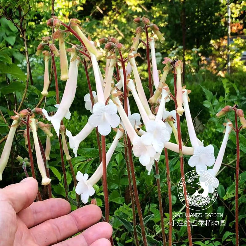 白花断崖女王白香岩盆栽花苗